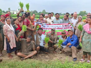 नेकपा (एकीकृत समाजवादी), बाँकेले मनायोे धान दिवस