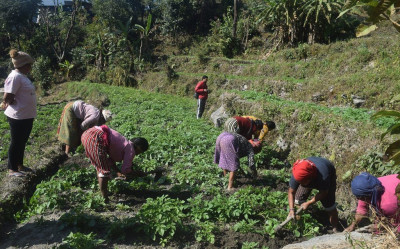 सिङ्गा ठूलोखोलाका ३६ घर परिवार सामूहिक आलुखेतीमा