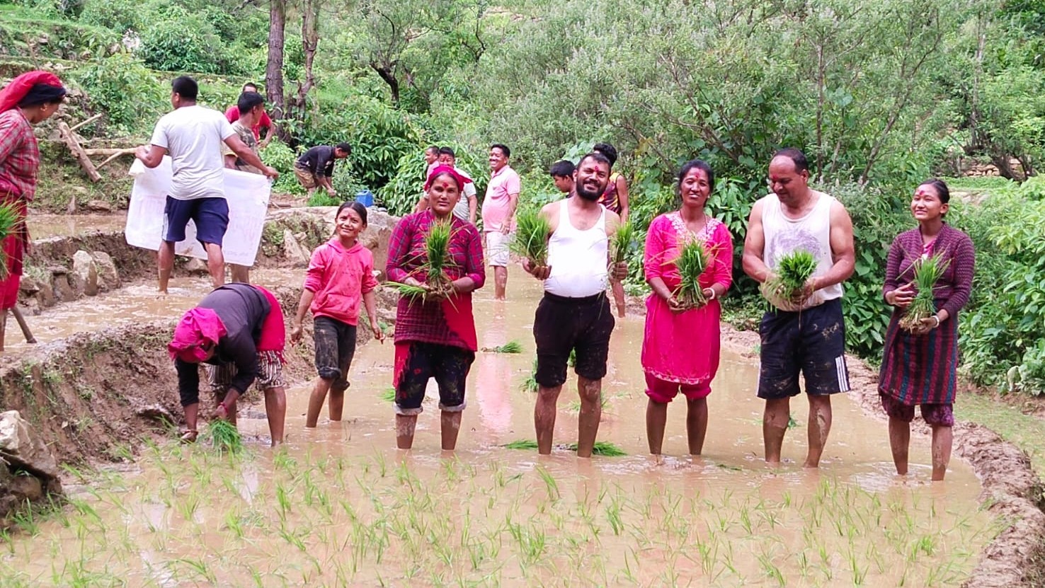 एकीकृत समाजवादी सल्यानले मनायो धान दिवस